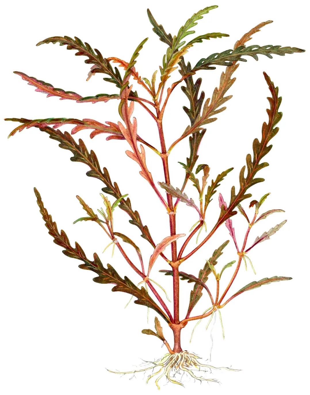 Akvarievalvet Hygrophila pinnatifida akvarieväxt flikbladig röd