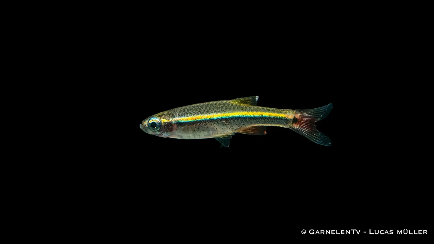 Garnelen TV Tanichthys micagemmae kardinalfisk stimfisk