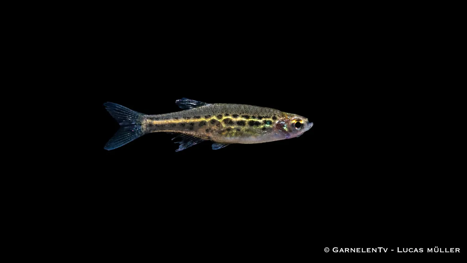 Garnelen TV dvärgleopardbarb Danio tinwini stimfisk klarvatten