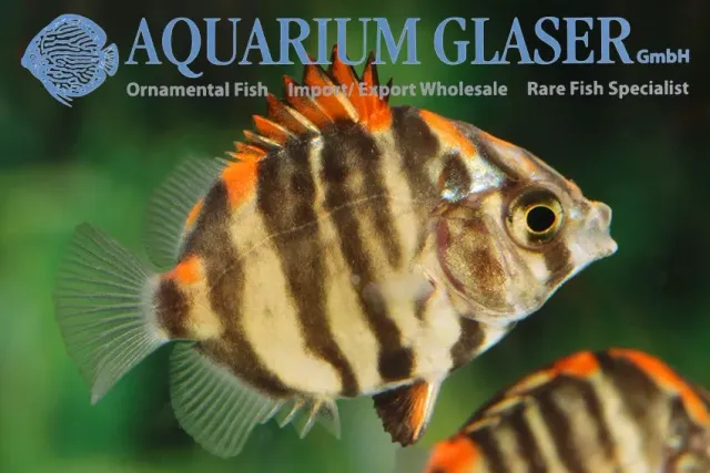 Näsets Ciklidhobby Scatophagus argus akvariefisk 5–7 cm bräck