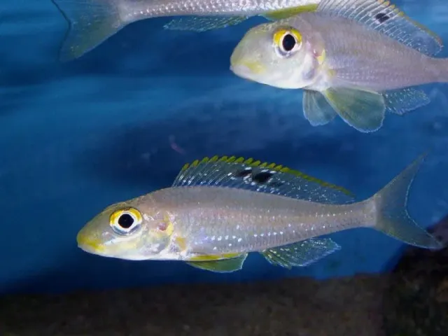Näsets Ciklidhobby Xenotilapia Papilio Sunflower ciklid 4–5 cm