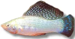 Näsets Ciklidhobby Sail-Fin Molly Silver 4–5 cm molly