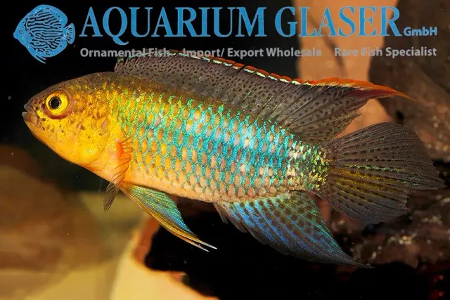 Näsets Ciklidhobby Nothobranchius aureocephalus akvariefisk SOUROUROU md