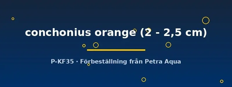 Näsets Ciklidhobby Puntius conchonius orange 2–2,5 cm barber orange