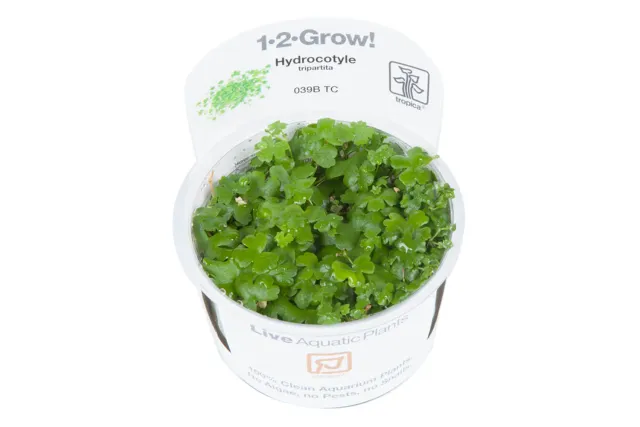 Akvarievalvet Hydrocotyle tripartita akvarieväxt grön