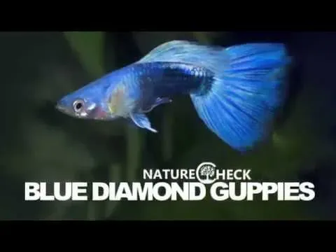Näsets Ciklidhobby Blå Diamant guppy par 3-3,5 cm
