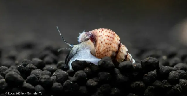 Garnelen TV tornsnäcka Melanoides granifera 2–3 cm algrensare