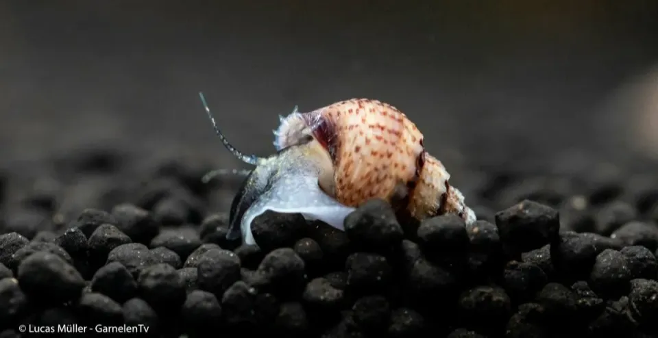 Garnelen TV tornsnäcka Melanoides granifera 2–3 cm algrensare