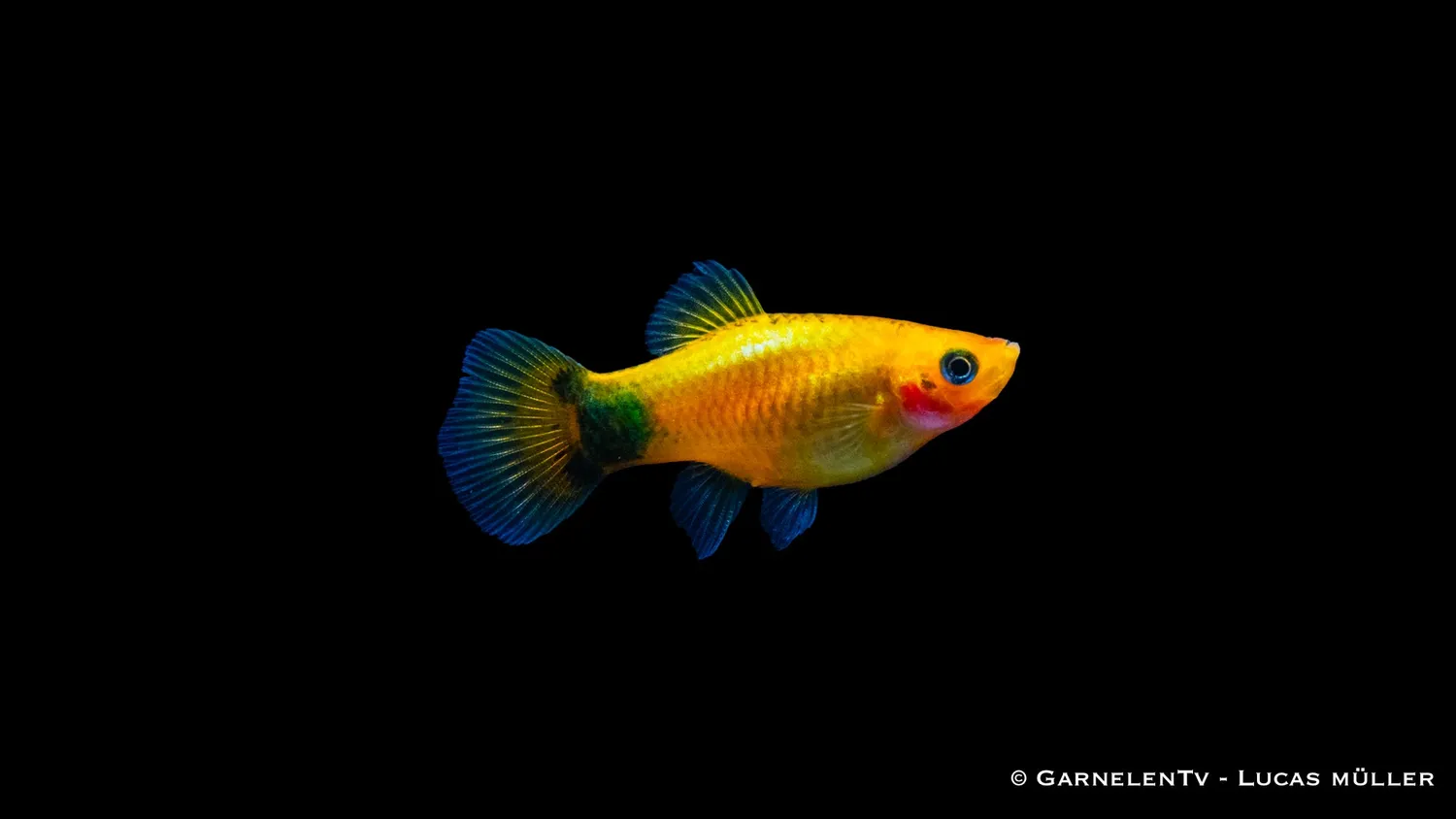 Platy Gold Mond Glühlicht Xiphophorus maculatus akvariefisk 5-7 cm