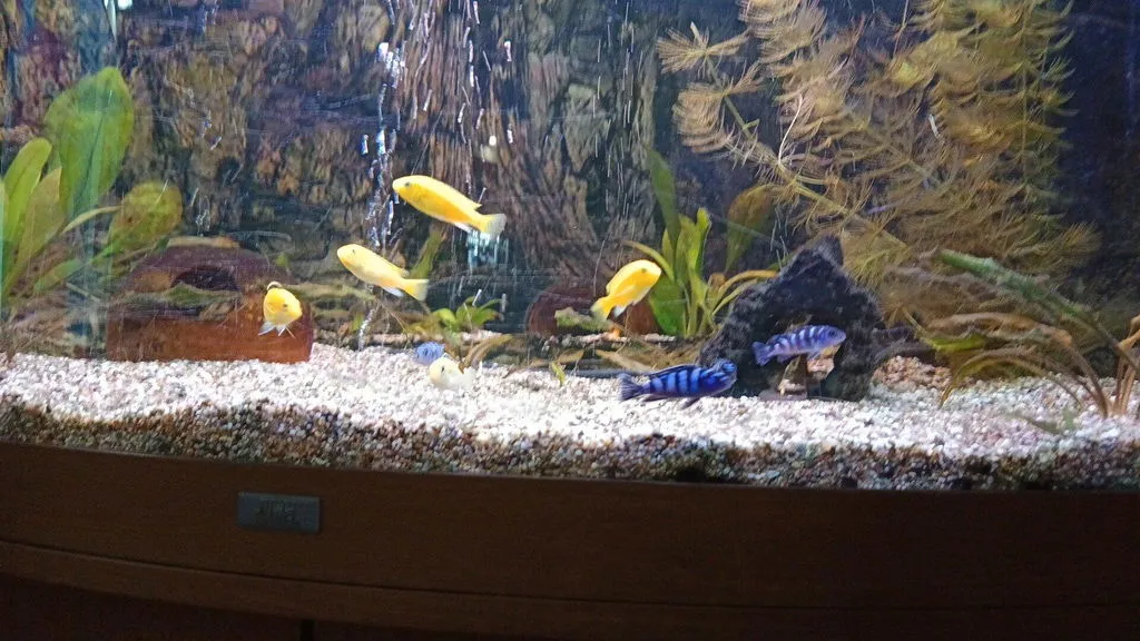 Garnelen TV Demasoni malawiciklid Pseudotropheus