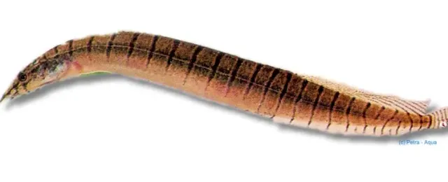 Näsets Ciklidhobby Zebra Spiny Eel Akvariefisk 6-8 cm bottenfisk