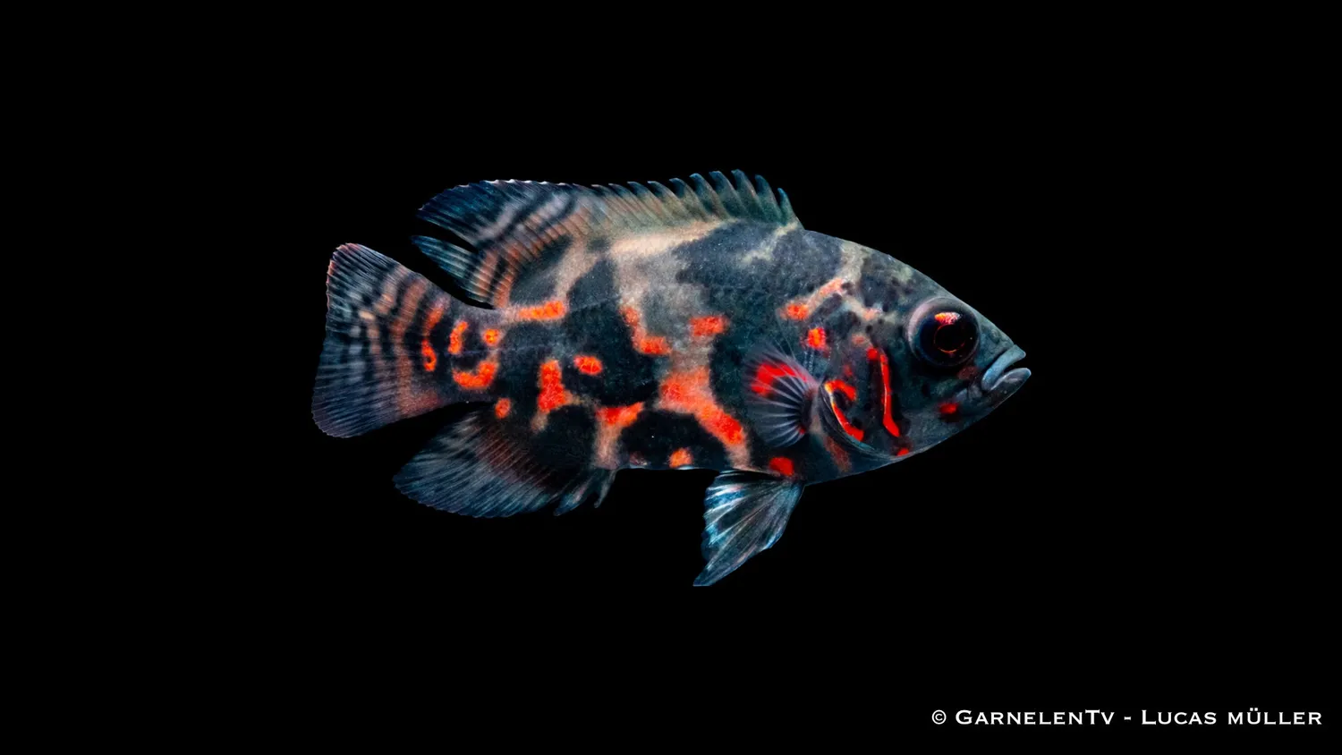 Garnelen TV Oscar Röd Tiger Astronotus ocellatus ciklid