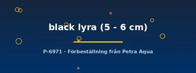 Poecilia latipinna black lyra molly 5-6 cm