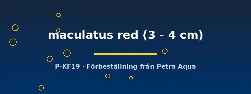 Näsets Ciklidhobby Etroplus maculatus red ciklid 3–4 cm