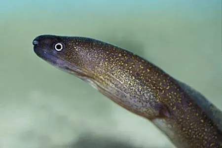 Gymnothorax tile Indian mud moray 30-45 cm