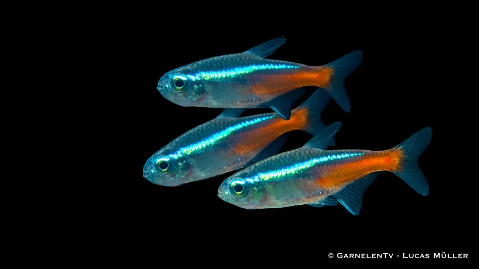Garnelen TV Neonsalmler Jumbo stimfisk tysk odling