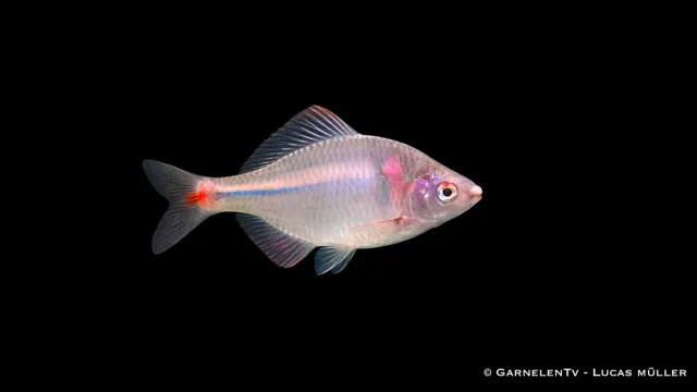 Garnelen TV Rhodeus ocellatus bitterling 7-9 cm