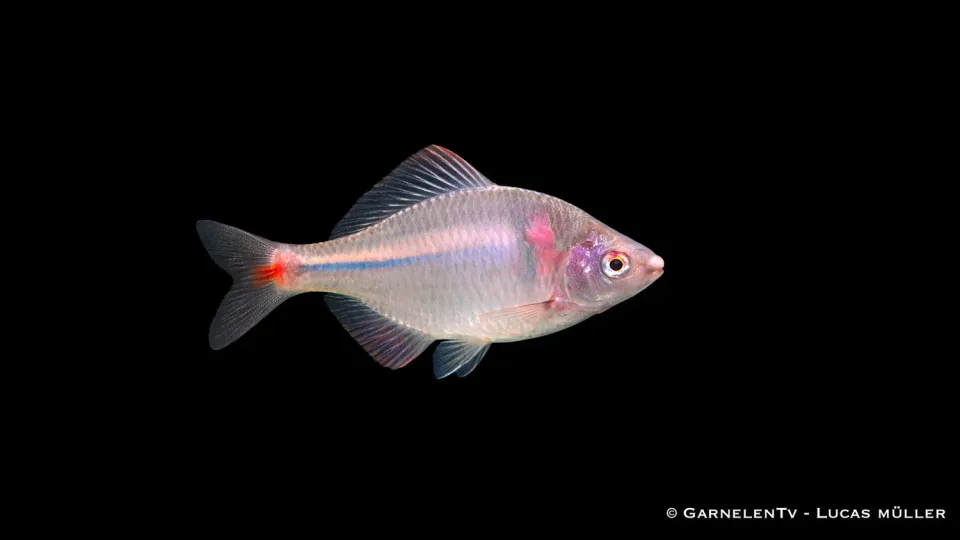 Garnelen TV Rhodeus ocellatus bitterling 7-9 cm