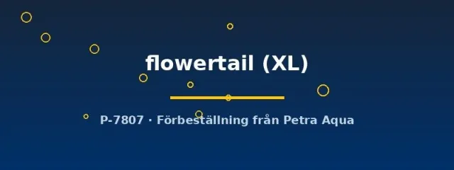 Näsets Ciklidhobby Betta flowertail kampfisk hane XL