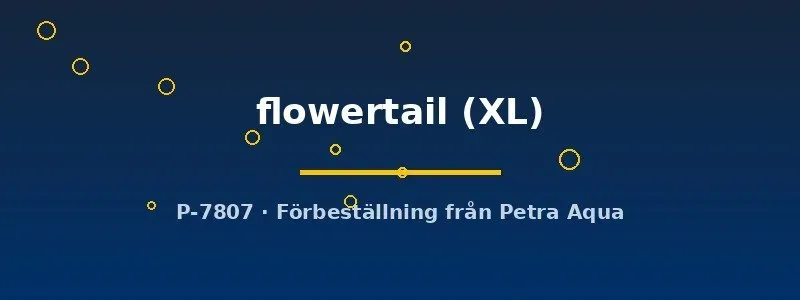 Näsets Ciklidhobby Betta flowertail kampfisk hane XL