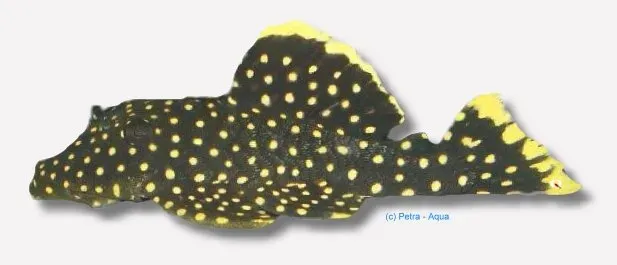 Näsets Ciklidhobby L018 Baryancistrus Golden Nugget 10-13 cm mal