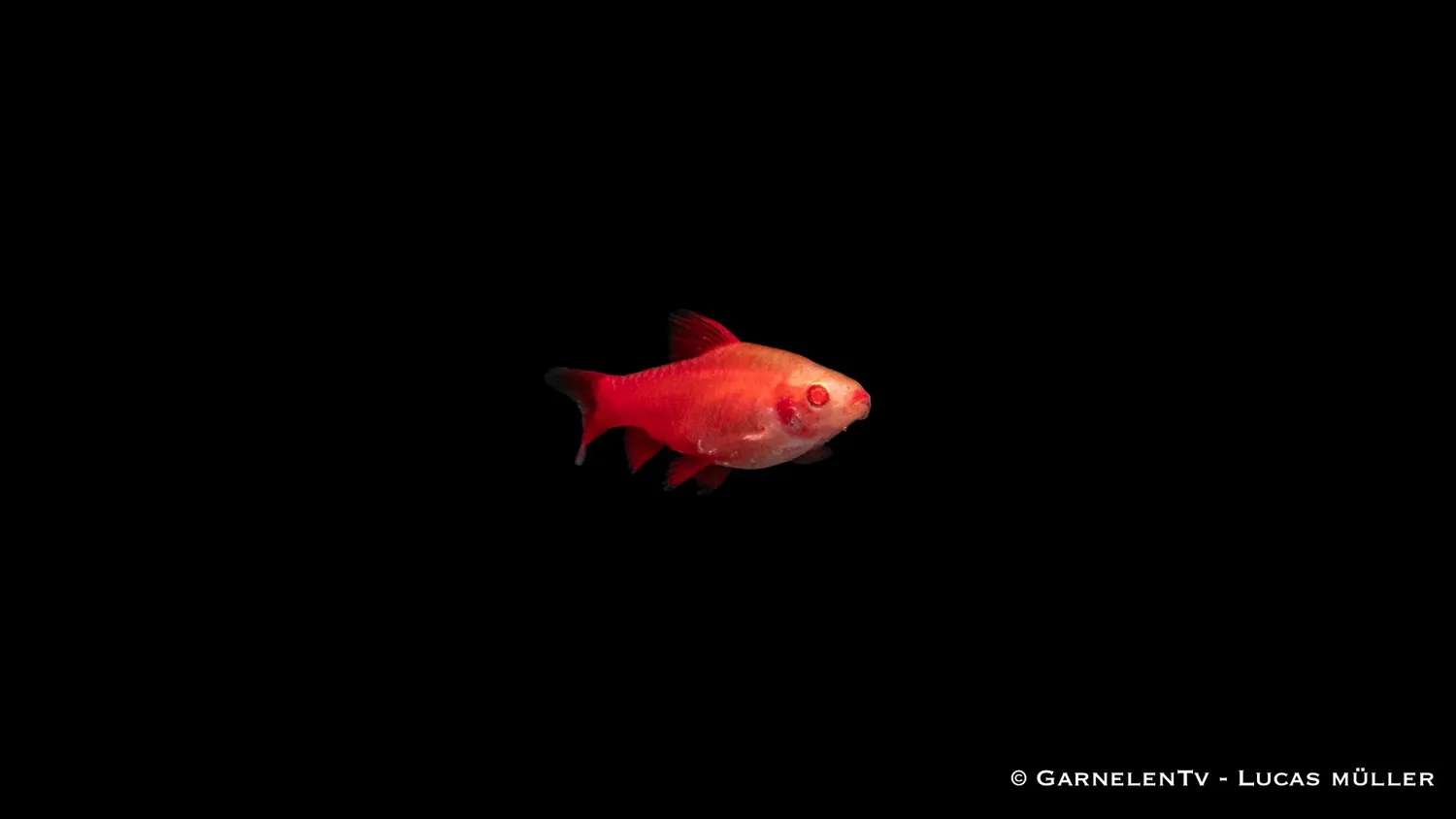 Garnelen TV Bitterlingsbarb Albino Fire Red akvariefisk 4–5 cm