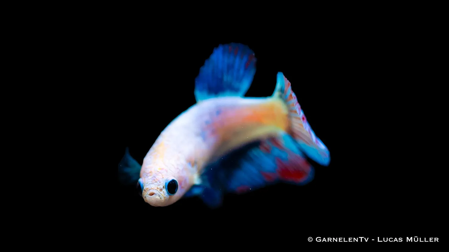 Garnelen TV Halfmoon kampfiskhona Betta splendens färgmix