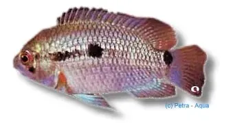 Näsets Ciklidhobby Cichlasoma portalegrensis brown acara ciklid 4–5 cm