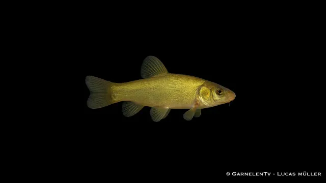 Garnelen TV Grönschleie Tinca tinca dammfisk sutare