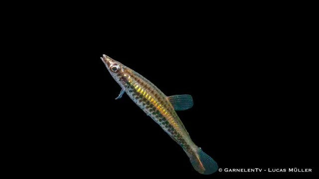 Nannostomus unifasciatus blyertsfisk snedsimare stim