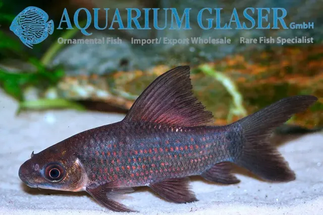 Näsets Ciklidhobby Labeo longipinnis akvariefisk 6–8 cm botten