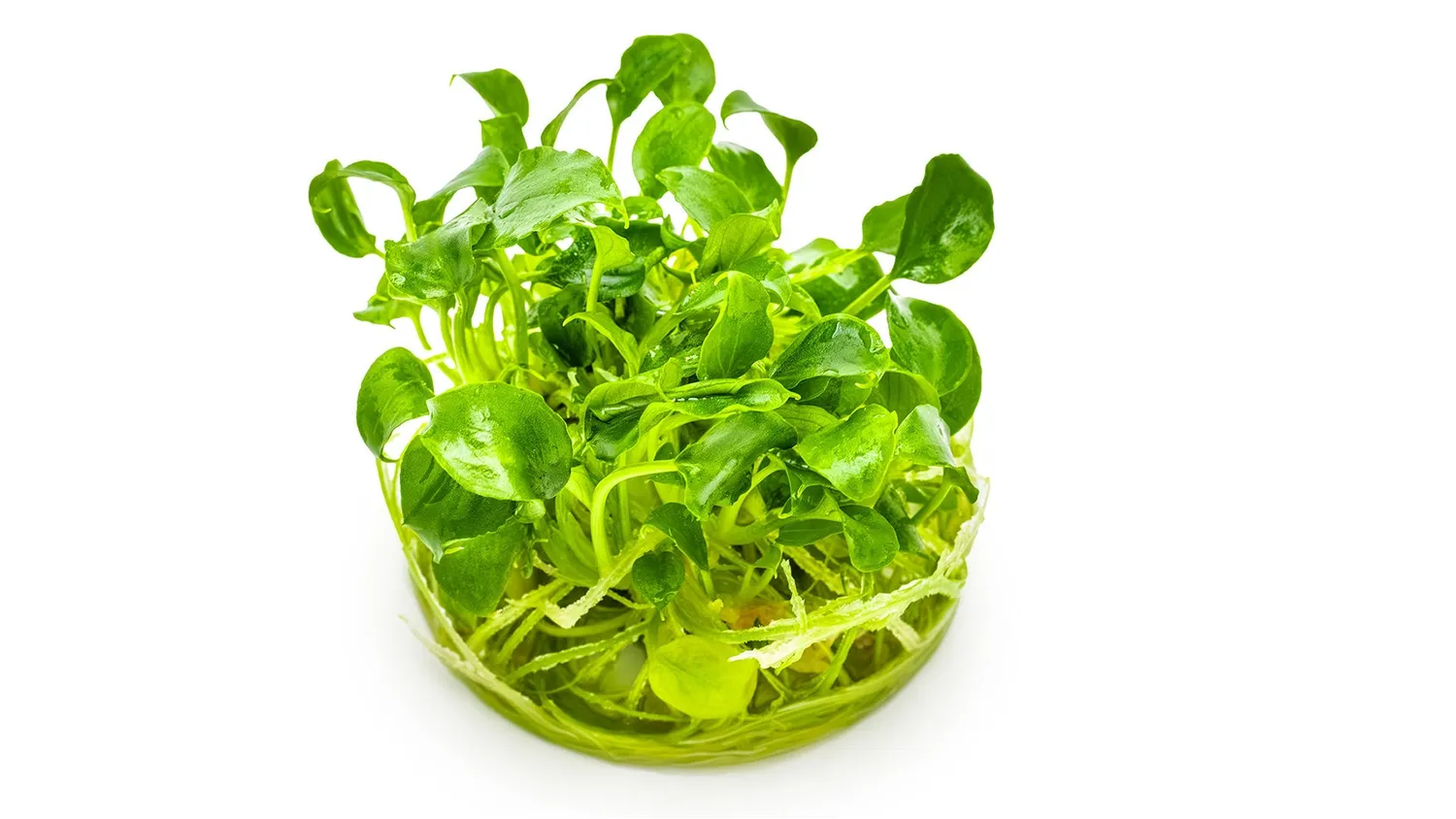 Garnelen TV Schismatoglottis prietoi akvarieväxt in vitro