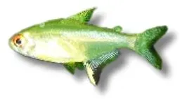 Näsets Ciklidhobby Lemon Tetra akvariefisk 2,5–3 cm stimfisk
