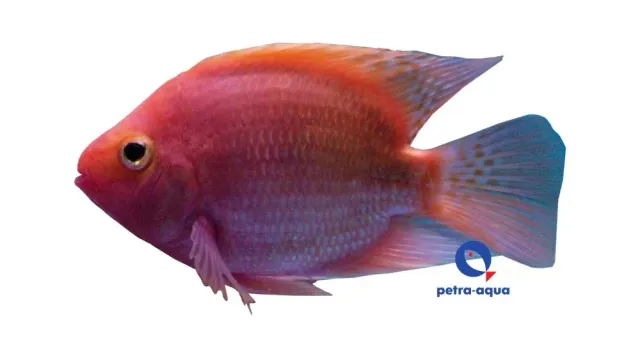 Hybrid King Kong Parrot ciklid 7–9 cm kraftig