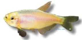 Näsets Ciklidhobby Blue Emperor Gold tetra 1–2 cm