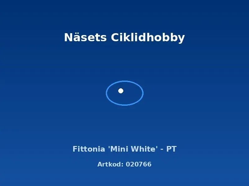 Näsets Ciklidhobby Fittonia Mini White akvarieväxt PT
