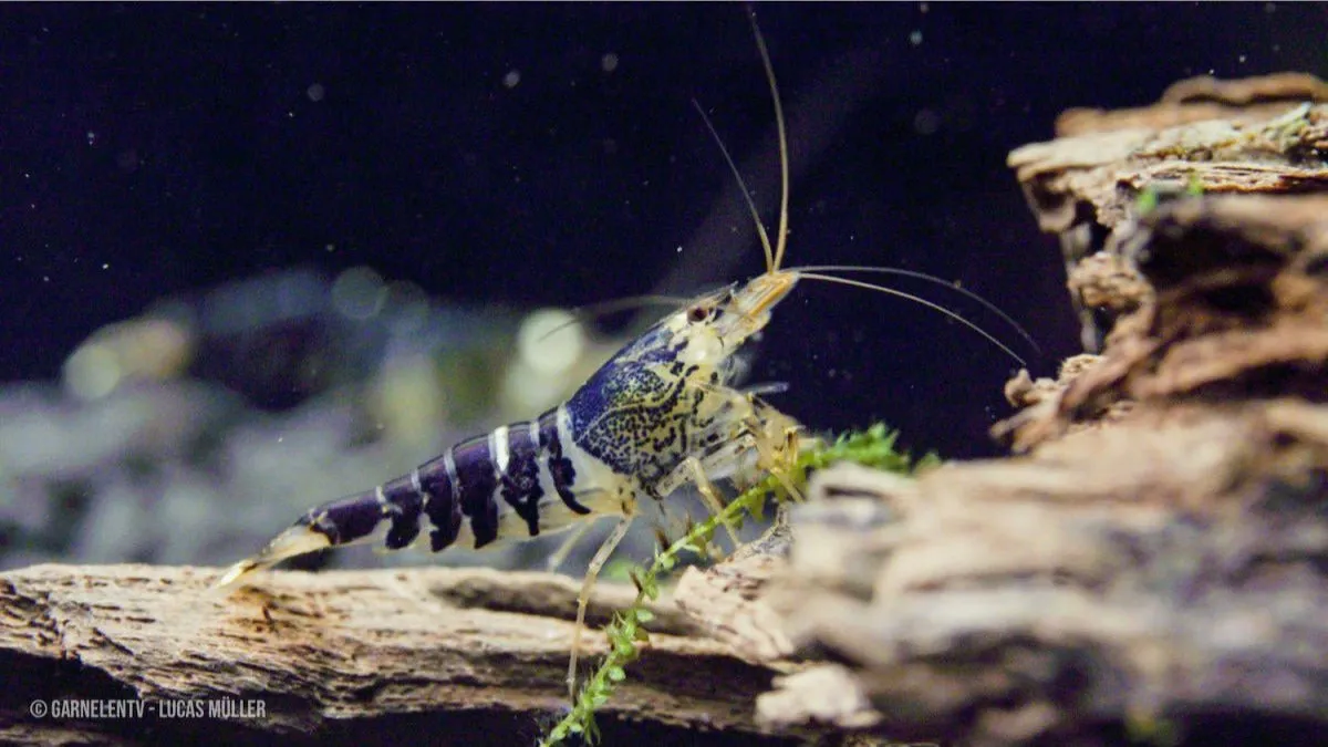 Garnelen TV Caridina logemanni Crystal Black räka