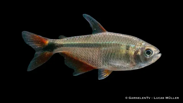 Hemigrammus caudovittatus tetra stimfisk