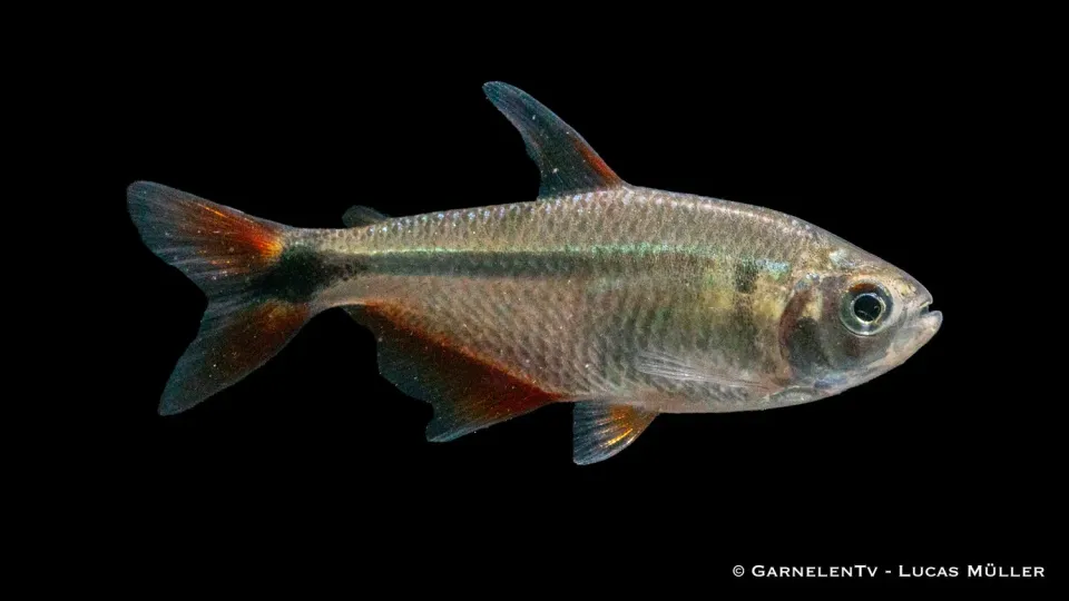Hemigrammus caudovittatus tetra stimfisk