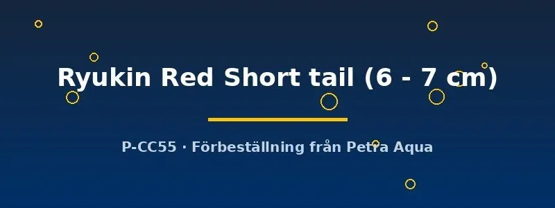 Näsets Ciklidhobby Ryukin Red Short tail 6–7 cm guldfisk