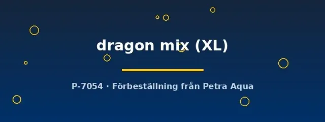Betta Dragon Mix kampfisk hane XL