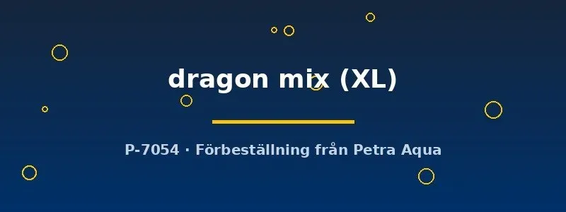 Betta Dragon Mix kampfisk hane XL