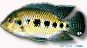 Näsets Ciklidhobby Tiger Cichlid ciklid 4–5 cm spräcklig