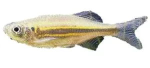 Näsets Ciklidhobby Giant Danio XL danio malabaricus stimfisk