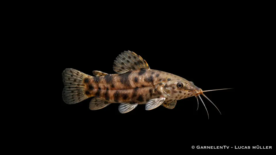 Garnelen TV Schwielenwels Megalechis thoracata pansarmal