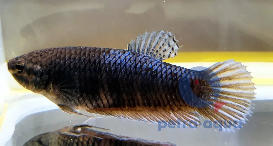 Näsets Ciklidhobby giant bettahona A grade 5–6 cm