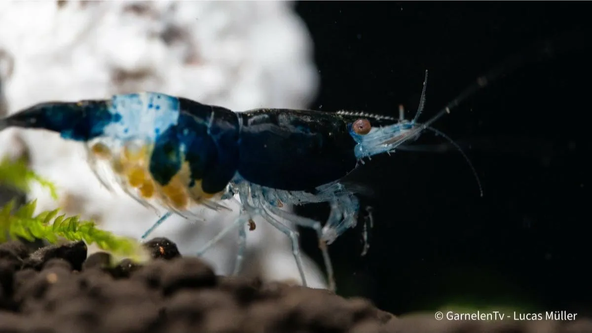 Garnelen TV Neocaridina Blue Carbon Rili räka blå