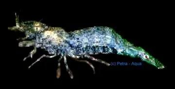 Näsets Ciklidhobby Macrobranchium banjarae räka 3 cm
