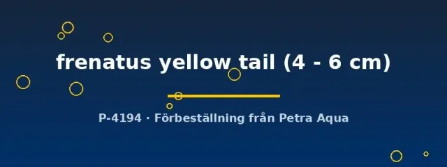 Näsets Ciklidhobby Labeo frenatus akvariefisk yellow tail 4–6 cm