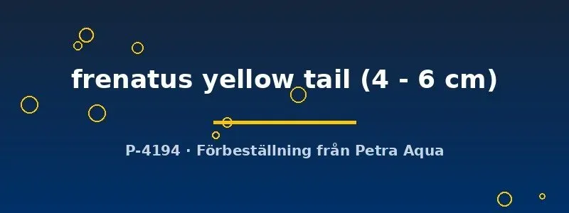 Näsets Ciklidhobby Labeo frenatus akvariefisk yellow tail 4–6 cm